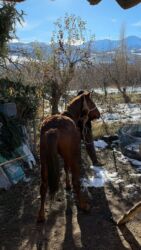 Другие животные: Кунан 1,5 жаш — 1