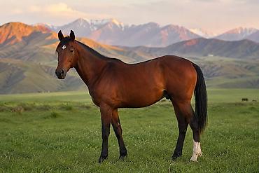 m horse: Продаю | Конь (самец), Жеребец | Полукровка | Для разведения, Рабочий, Конный спорт | Осеменитель — 5