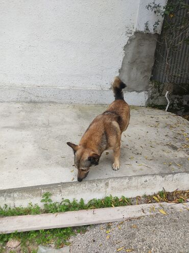 İtlər: Zvonok, 1 il, Erkek -da lalafo.az — 9 İtlər: Zvonok, 1 il, Erkek — 9