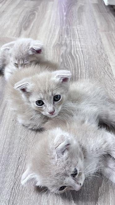 Кошки: Отдаю котят в Добрые Руки - 4-ро котят; - светлый кремовый окрас; — 2