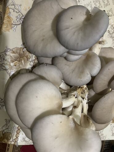 шампиньоны грибы: Грибы Самовывоз