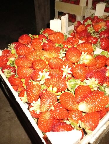 ящик для клубника: Клубника Альбион, Оптом