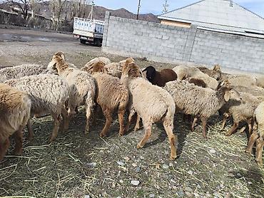 Баран, овца: Продаю | Овца (самка) | Для разведения | Матка — 12