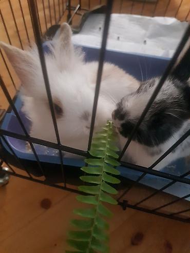 Декоративные кролики: Пуховый декоративный кролик (карликовый тип) пол-обе самцы им по 5 — 2