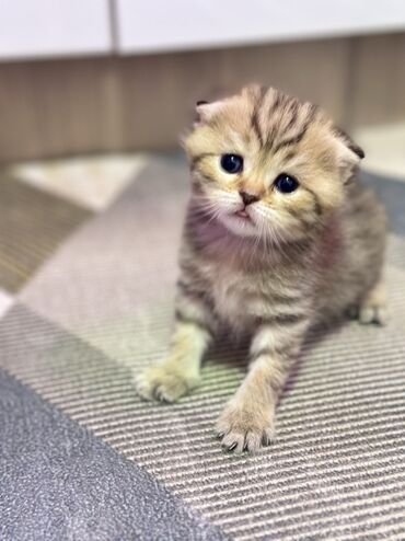 шотландский вислоухий рыжий котенок: Котёнок породы шотландская вислоухая, окрас "черный золотой табби". У