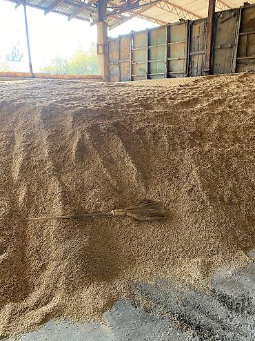 Sainfoin seeds: Семена беде урук Эксцпарсет жугору сулуу арпа урук бар месный баарына — 7