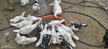 Ördəklər: Məhsul: Muskovi (Hind) ördəkləri – müxtəlif rənglərdə sürü Təsvir: - — 6