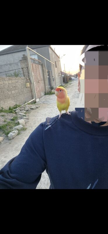 Tutuquşları: Nerazlucnik Rəngarəng lələkləri olan sevgi quşu. Bu parlaq rəngli quş