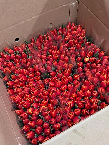 Цветы и букеты: Тюльпаны тепличного выращивания — срезка оптом. - Цвета — 5