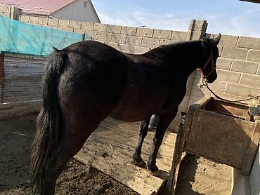 Лошади, кони: Продаю | Кобыла (самка) | Для разведения, Конный спорт | Племенные — 11