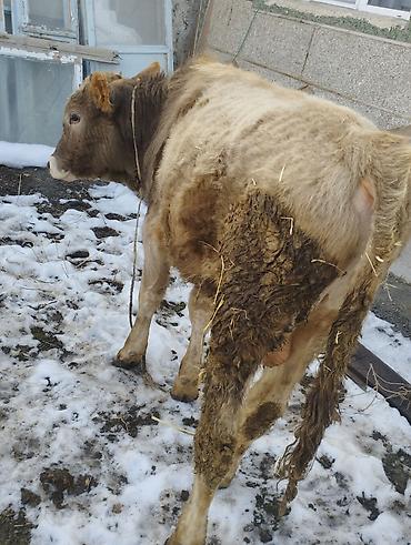 Коровы, быки: Продаю | Бык (самец) | Швицкая, Полукровка | Для разведения | Осеменитель — 3