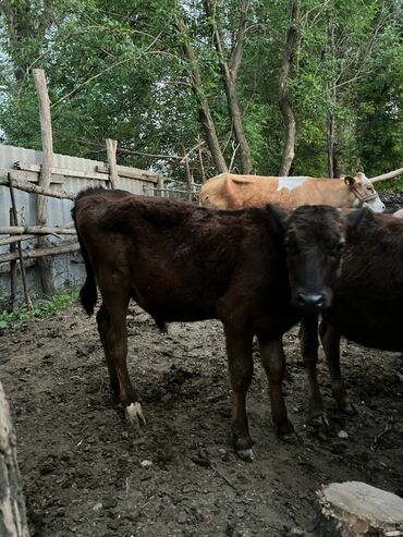 Коровы, быки: Продаю | Музоо, торпок | На откорм, На забой, Для разведения