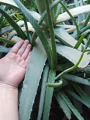 алоэ вера ош: Алоэ вера (Aloe vera) — крупные взрослые розетки с мясистыми — 4