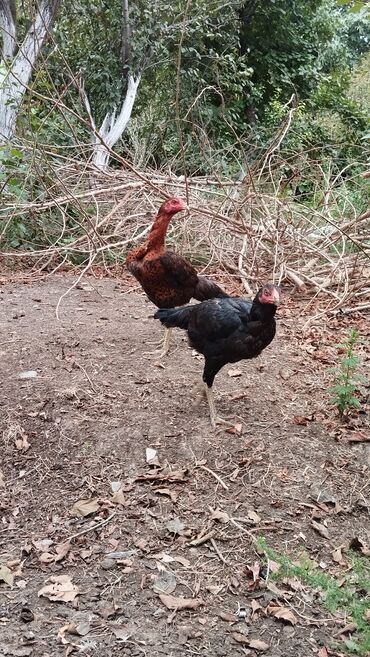 Toyuqlar: Toyuq, Damazlıq, Ödənişli çatdırılma — 4