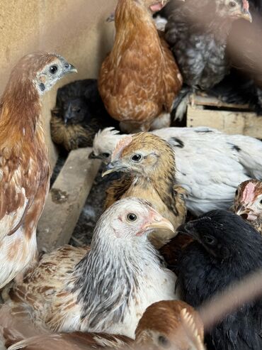 селхоз животные: Продаю цыплят
