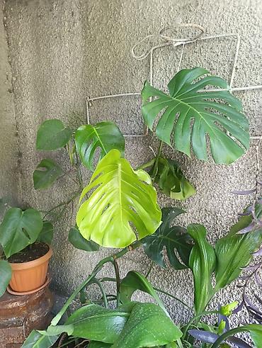 Другие комнатные растения: Комнатные растения ( Беловодское могу привезти в Бишкек) — 7