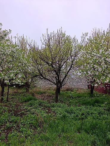 Слива: Саженцы плодовых деревьев (садовые Черешня кокон гилас 5штук Абрикос — 2