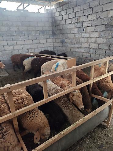 Баран, овца: Продаю | Овца (самка) — 2