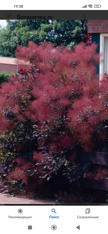 садовые качели купить: Продаю кустарник декоративный-Скумпия. Есть в наличии большие и