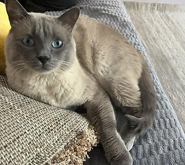 тайские кошки: 5 лет, Мальчик — 1