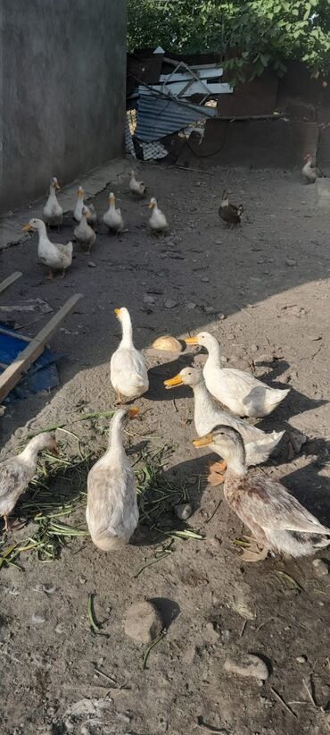 Digər kənd təsərrüfatı heyvanları: Yumurtlamaqa yaxindir sesli ordekdir