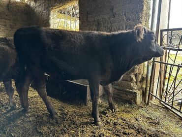 продаю связи с переездом: Продаю | Бык (самец) | На откорм | Привязанные