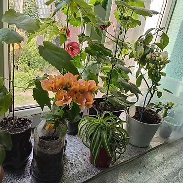 Другие комнатные растения: Абутилон (комнатный клен) — декоративное растение с крупными — 3