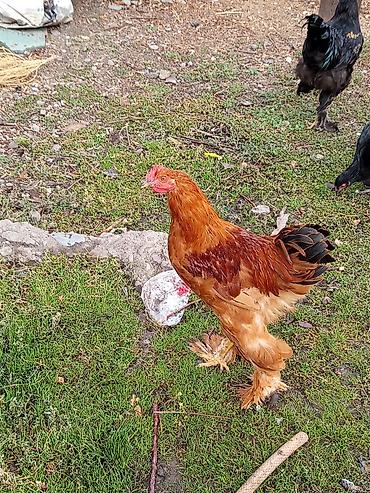 кости куриные: Продаю | Куры | Брама | Для разведения — 3