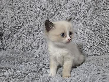 ориентальные котята купить: Котята!!!!!Сиамские Котята, кушают все, к лотку приучены Описание: - — 8