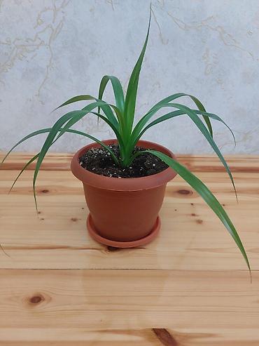 beqoniya: Qapalı güllər – 2 növ dekorativ bitki birgə 1) Aspidistra (Cast Iron — 5