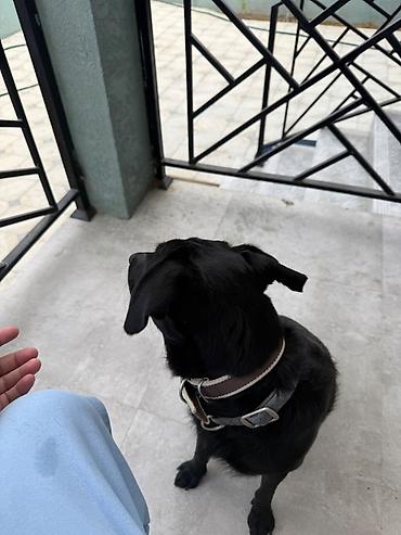 Labrador-retriver, 9 ay, Erkək, Ünvandan götürmə