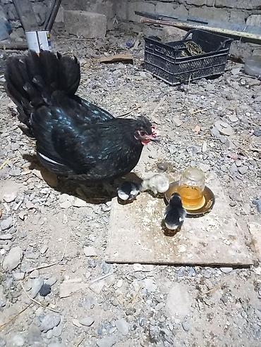 Toyuq, Australorp, Damazlıq, Ünvandan götürmə lalafo.az -da Toyuq, Australorp, Damazlıq, Ünvandan götürmə