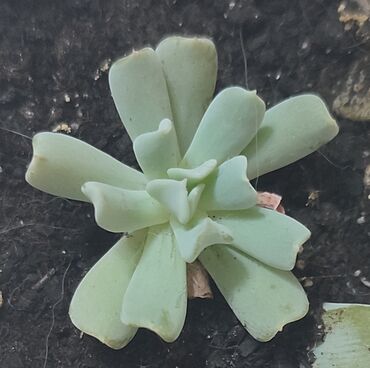 фикус гулу: Эхеверия Руньона «Топси Турви» (Echeveria runyonii 'Topsy Turvy') 100
