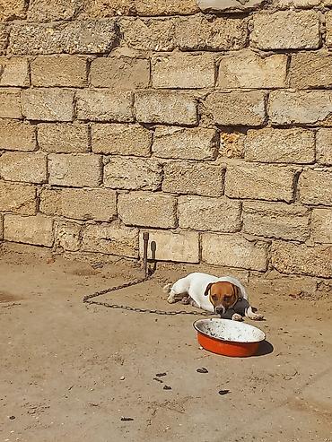 İtlər: Cek rassel teryer, 2 il, Dişi -da lalafo.az — 13 İtlər: Cek rassel teryer, 2 il, Dişi — 13