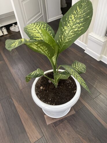продам шиповник: Дифенбахия (Dieffenbachia) в декоративном пластиковом кашпо с