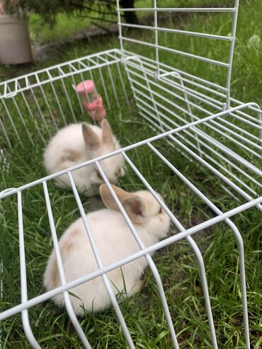 комбикорм для кроликов: Продаю | Крольчата | Декоративная
