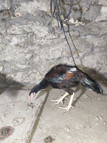 Cücələr: Toyuq cücələri, Damazlıq, Ünvandan götürmə — 4