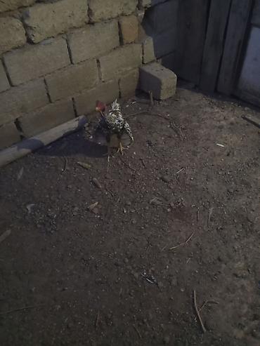 xoruz satlir: Heyrati satilir 9 ayliqdi — 1