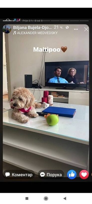 Psi: Maltipoo kucici savrsenog izgleda i genetike FCI 7493 posetite nase — 5