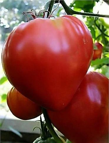 Томат: Семена помидор жёлтые красные. находится в Пригородном.( не для поля at lalafo.kg — 13 Томат: Семена помидор жёлтые красные. находится в Пригородном.( не для поля — 13