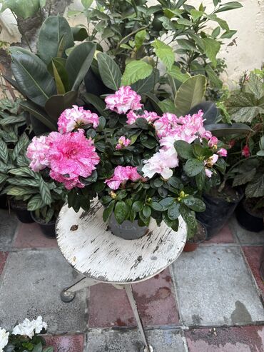 itburnu çiçəyinin mürəbbəsi: Azalea 20azn Vatsapp mövcuddur!. Çatdırılma metrolara, Şamaxinkaya