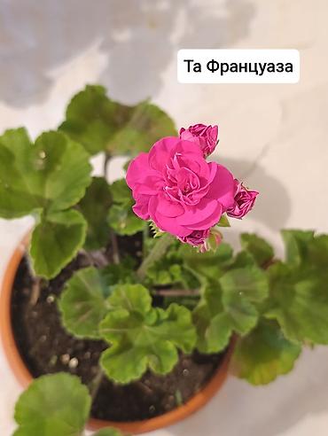 Герани и пеларгонии: Пеларгонии (герани) сортовые в горшках: - Тюльпанка — тюльпановидные — 3