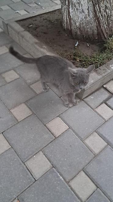 pisik dasima: Yaxşı əllərə — 3