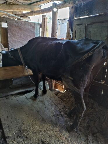 корова на продажу: Продаю | Корова (самка), Тёлка | Алатауская, Швицкая | Для молока