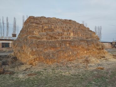 Корма для с/х животных: 🧑🏻‍🌾 Продаю Сенаж Силос и Кукуруза 🌽!!! Продаю Солома Ячмень — 9