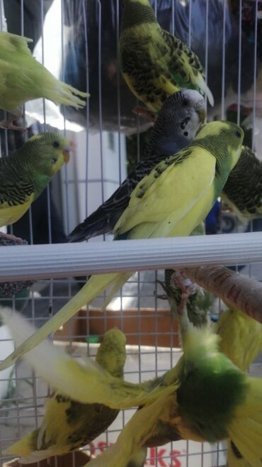 Tutuquşları: Papuqaylar 9azn Papuqay qəfəsləri 9azn Təzə qəfəslərdi 9-azn -da lalafo.az — 7 Tutuquşları: Papuqaylar 9azn Papuqay qəfəsləri 9azn Təzə qəfəslərdi 9-azn — 7