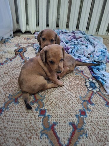 собака доберман: Такса, 1 месяц, Самец