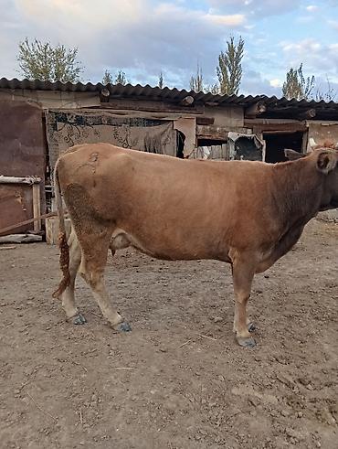 Продам с/х животных: Продаю | Корова (самка) | Полукровка | Для молока | Привязанные — 7