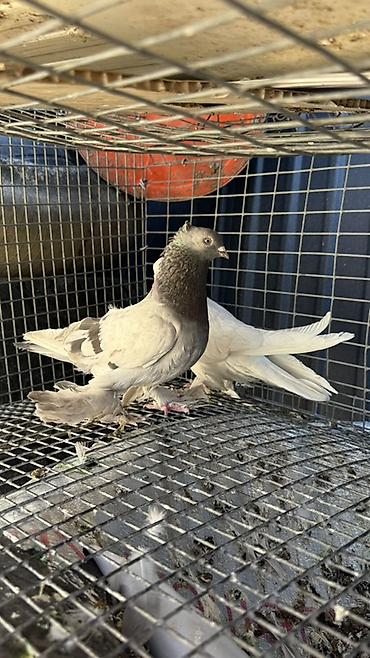 голуби животные: Голуби декоративных пород. Описание: - Белый голубь с развитым — 5