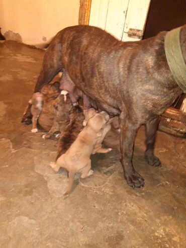 İtlər: Pitbul, 1 ay, Dişi, Sənədli, Ünvandan götürmə